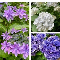 紫陽花 挿し木用に、品種不明 園芸花植物ガーデニングの画像