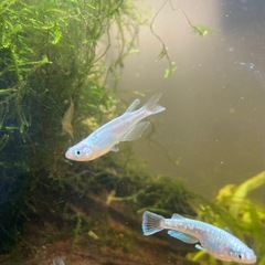 メダカのたまご