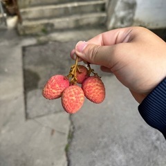 ライチ