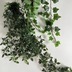 ランキングキーワードに紐づく投稿画像-観葉植物