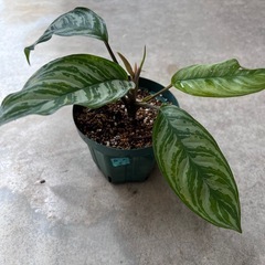 植物　アグラオネマ　パロットジャングル　①