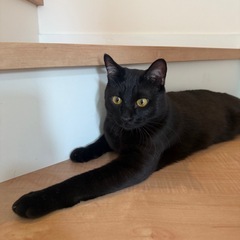 人間大好きな甘えん坊の黒猫１歳