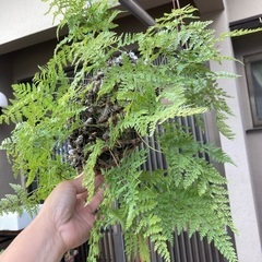 シノブ吊り下げ