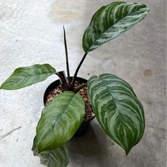 植物　アグラオネマ　パロットジャングル ②