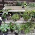 ランキングキーワードに紐づく投稿画像-観葉植物