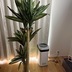 ランキングキーワードに紐づく投稿画像-観葉植物