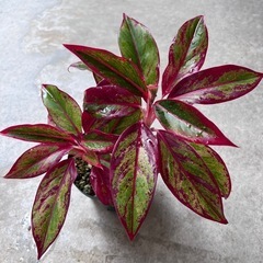 植物　アグラオネマ　赤系　①