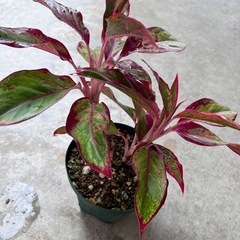 植物　アグラオネマ　赤系　①の画像