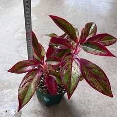 植物　アグラオネマ　赤系　①の画像