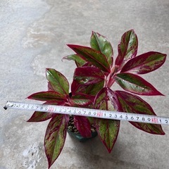 植物　アグラオネマ　赤系　①の画像