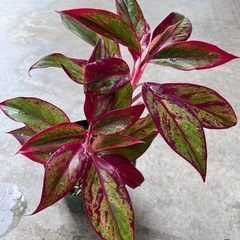 植物　アグラオネマ　赤系　①の画像