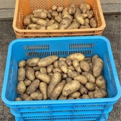 新じゃが じゃがいも