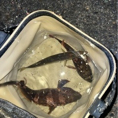 ゆるめの釣り🎣 - 八王子市