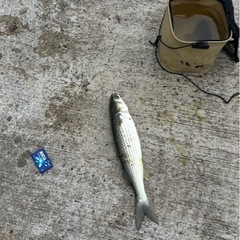 ゆるめの釣り🎣 − 東京都