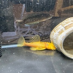 プッシープレコペアの画像