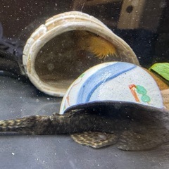 プッシープレコペアの画像