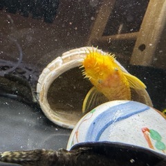 プッシープレコペアの画像