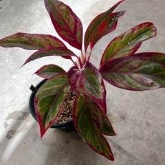 植物　アグラオネマ　赤系　②