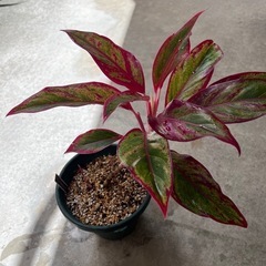植物　アグラオネマ　赤系　②の画像