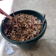 植物　アグラオネマ　赤系　②の画像