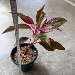 植物　アグラオネマ　赤系　②の画像