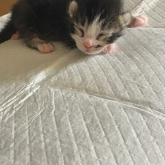 子猫3匹産まれました！里親募集中！