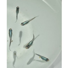 メダカ幼魚　幹之鉄仮面　　