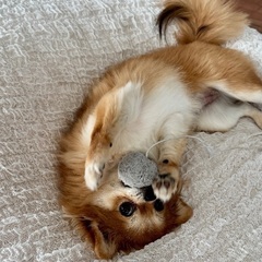 犬友募集してます！