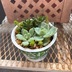 ランキングキーワードに紐づく投稿画像-多肉植物