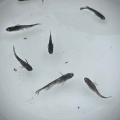 メダカ　和墨三色　の画像
