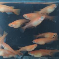 🐟️メダカ、めだか🐟️現物１セットのみ　楊貴妃（紅帝）の画像