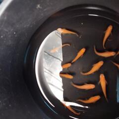 🐟️メダカ、めだか🐟️現物１セットのみ　楊貴妃（紅帝）の画像