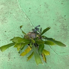 ビカクシダの画像