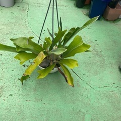 ビカクシダの画像