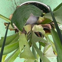 ビカクシダの画像