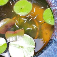 メダカ(各種)の画像