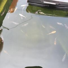 メダカ(各種)の画像