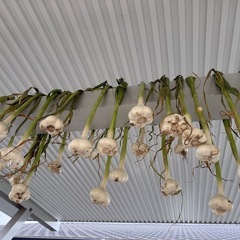 にんにく　1キロ〜予約受付の画像