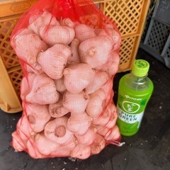 にんにく　1キロ〜予約受付の画像