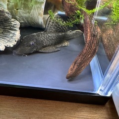 プッシープレコペアの画像