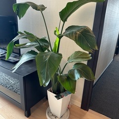 🌿【観葉植物】オーガスタ（白い鉢付き）