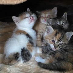 かわいい生後2ヶ月の子猫の里親さん募集しています。