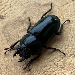 【レア種】フキヌキシカクワガタ　ペアの画像