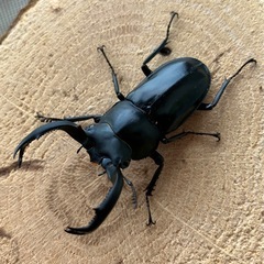 【レア種】フキヌキシカクワガタ　ペア