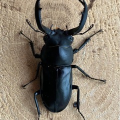 【レア種】フキヌキシカクワガタ　ペアの画像