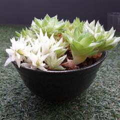 京の華錦　多肉丼　ハオルチア属　多肉植物の画像