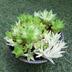 ランキングキーワードに紐づく投稿画像-多肉植物
