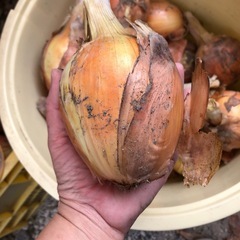 玉ねぎ🧅中、大サイズ　　　　　　7個500円