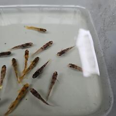 メダカ　菊虎の画像