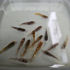 メダカ　菊虎の画像
